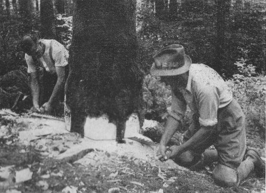 Foto Ausführung des Fällschnittes