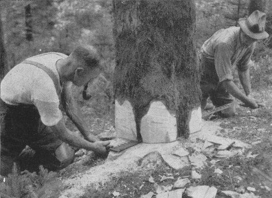 Foto Horizontal und nahe am Boden ausgeführter Fällschnitt am Hang