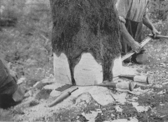 Foto Herausziehen der Säge aus dem Fällschnitt bei eingetriebenen Keilen