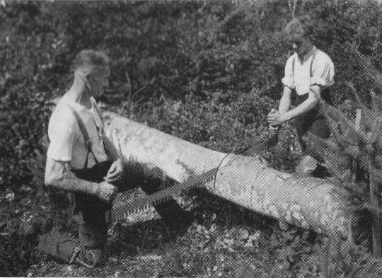 Foto Knieende Stellung beim Einschneiden mit der Waldsäge auf dem Boden