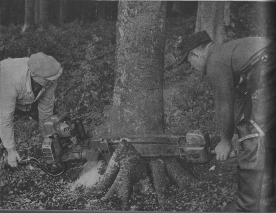 Foto Beischneiden der Wurzelanläufe mit einer Zweimann-Motorsäge
