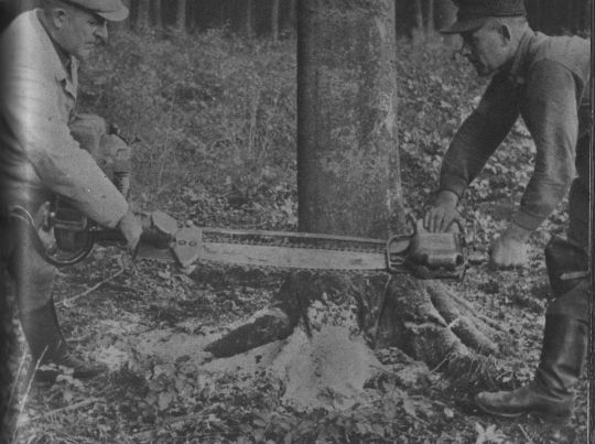 Foto Beischneiden der Wurzelanläufe mit einer Zweimann-Motorsäge