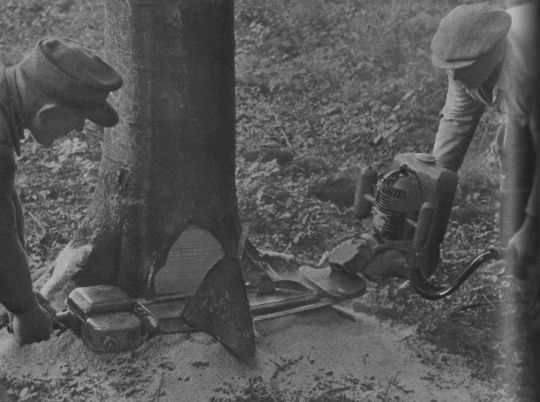 Foto Beischneiden der Wurzelanläufe mit einer Zweimann-Motorsäge