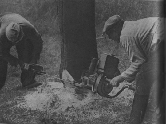 Foto Ansetzen zum Fallkerbschneiden mit der Zweimann-Motorsäge