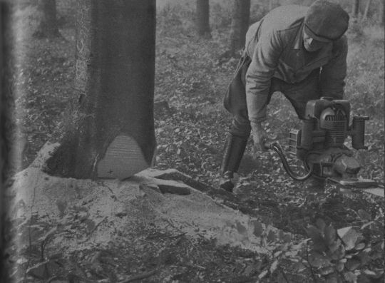 Foto Der Fallkerb ist mit der Zweimann-Motorsäge herausgeschnitten