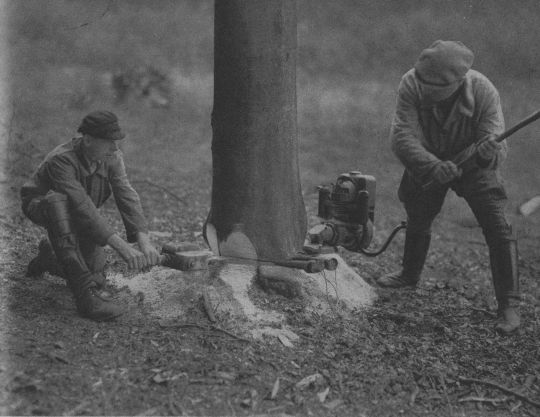 Foto Keilen beim Fällen mit der Zweimann-Motorsäge