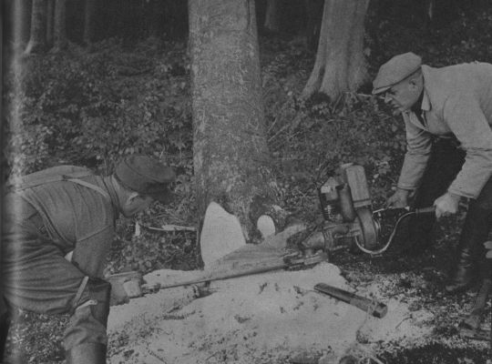 Foto Fällen mit Zweimann-Motorsäge: Der Baum fällt