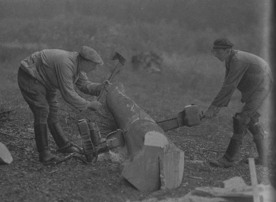 Foto Hebel-Querschnitt in stärkerem Holz mit einer Zweimann-Motorsäge