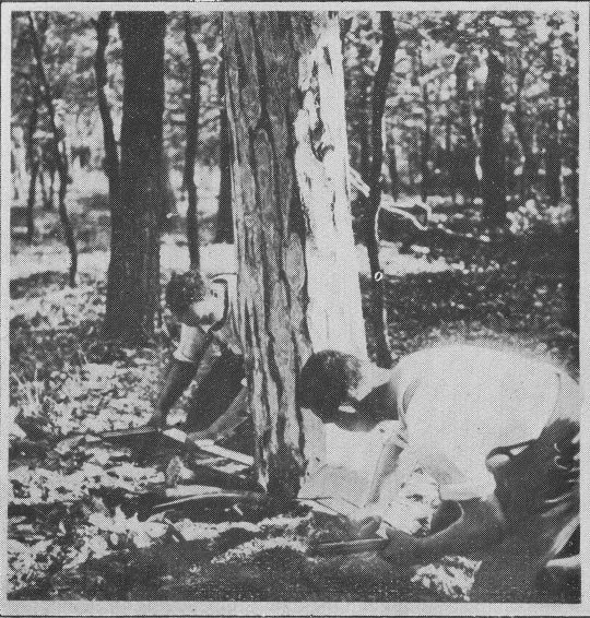 Foto Fällen mit Keil und Säge