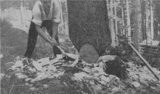 Foto "Umschroten eines Stammes zwecks Arbeitsersparnis beim Zuschäuzen"