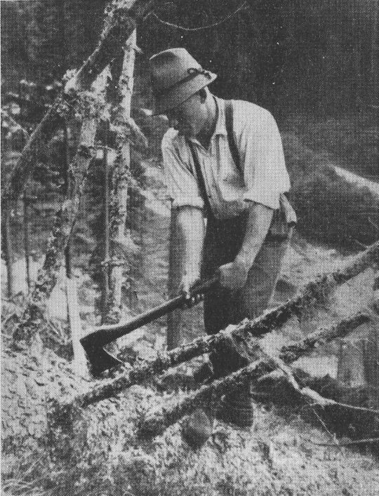 Foto "Arbeitsfeld des Entästers im Hochgebirge. Steiermark"