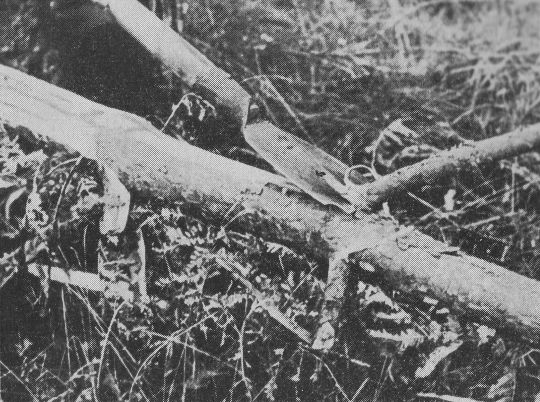 Foto "Schälen und Ästen zugleich mit dem Dauner Schäleisen"