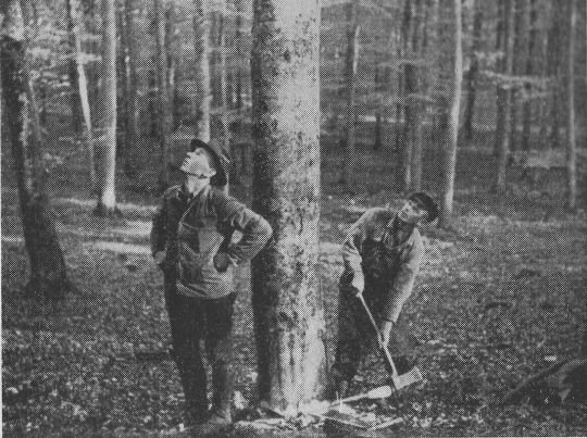 Foto "Überprüfen der Fallrichtung"