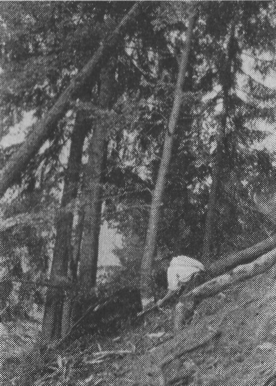 Foto "Fällen des Stammes unter einem hängenden Stamm"