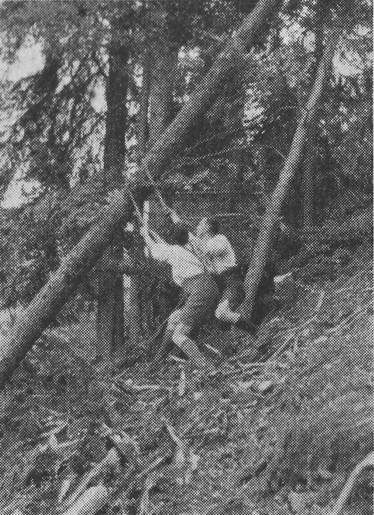 Foto "Gefährliches Zufallbringen eines hängenden Stammes: Herunterziehen. "