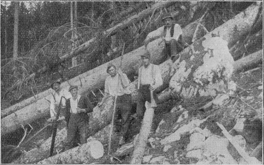 Foto "Windwurf-Aufarbeitung an einem felsigen Gebirgshang"