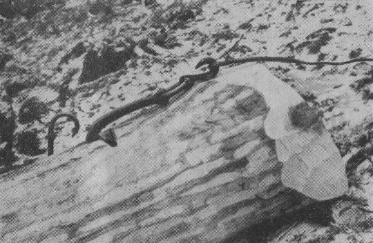 Foto "Seilhaken, Forstamt St. Blasien"