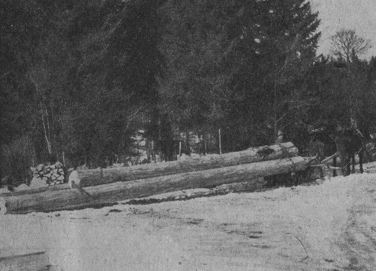 Foto ""Mähnen"-Schleifen von Stammholz, dessen Vorderende auf Schlitten geladen wird"