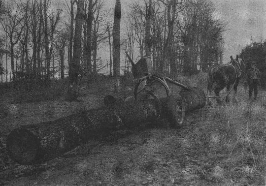 Foto "Rückewagen nach Heuell - frühere Form- mit Eichenstamm  von 1,45 fm"