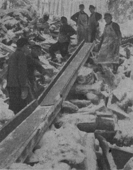 Foto "Brennholzriese im Forstamt Kirchzarten"