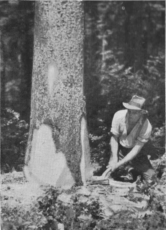 Foto "Ausgeführter waagrechter Axtstreich"