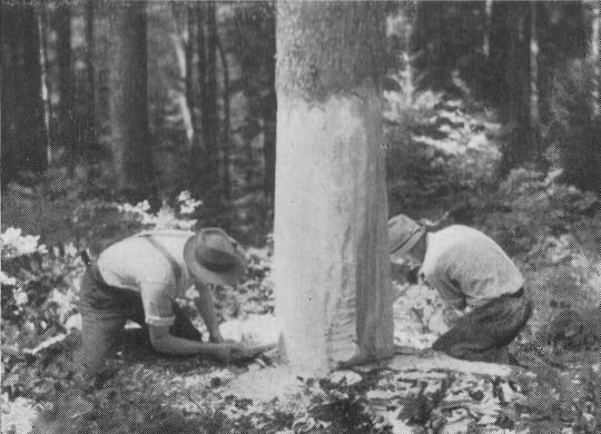 Foto "Sägeschnitt..."