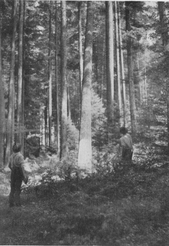 Foto Fällen - Der Baum fällt