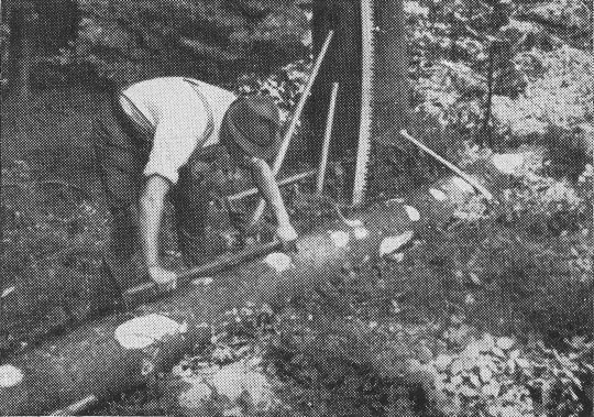 Foto "Bedienung des Ablängstabes in der Mitte eines Stamme"