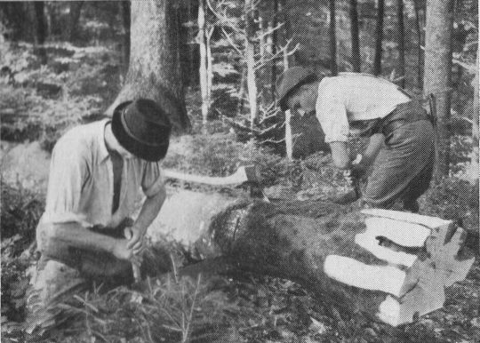 Foto "Einschneiden mit der Waldsäge..."