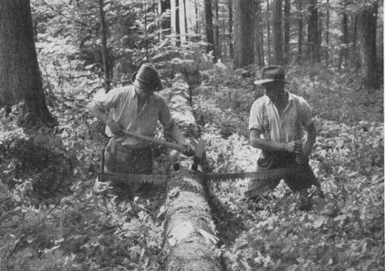 Foto "Einschneiden mit der Waldsäge..."