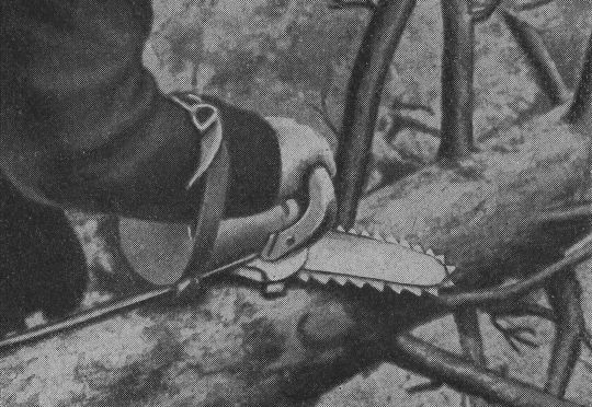 Foto "Kleine Motorkettensäge als Entastungsmaschine..."