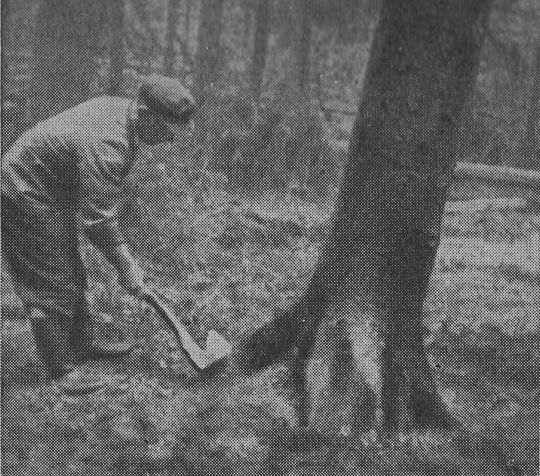 Foto Anbeilen der Wurzelanläufe