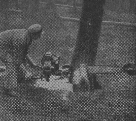 Foto Anbeilen der Wurzelanläufe