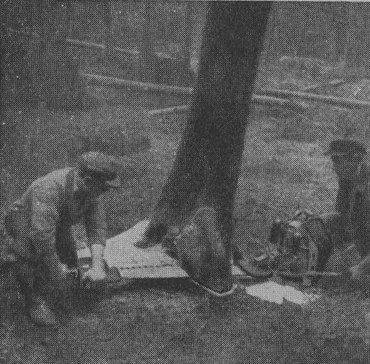 Foto Anbeilen der Wurzelanläufe