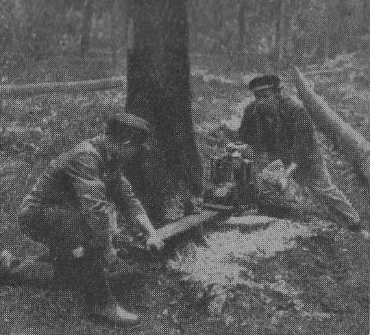 Foto Anlegen des Fällschnitts