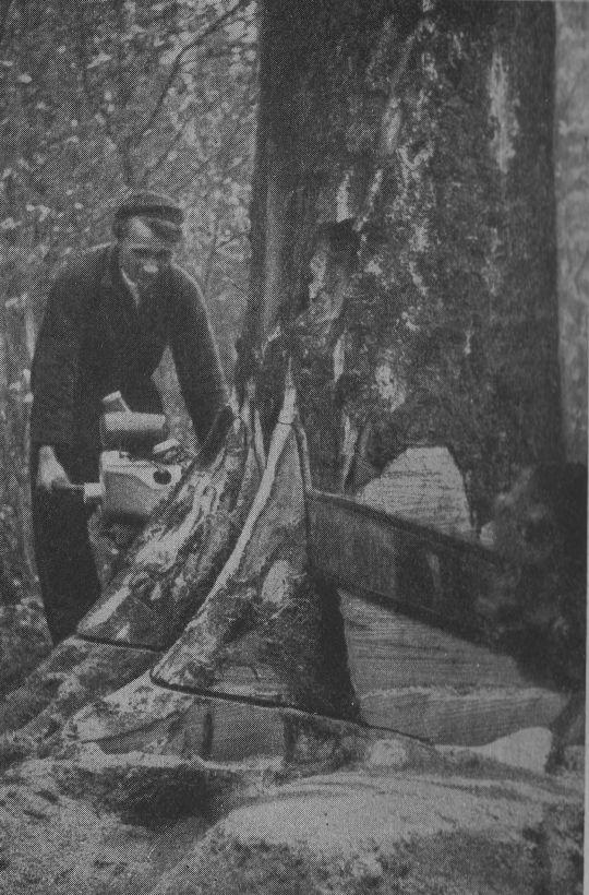 Foto "Senkrechter Schnitt längs der Holzfaser beim Beidschneiden von Wurzelanläufen."