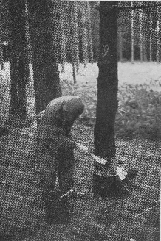 Foto "Anstreichen des Behandlungsringes mit Stielbürste"