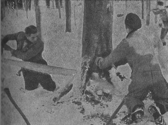 Foto "Abbeilen oder Absägen der Wurzelanläufe"