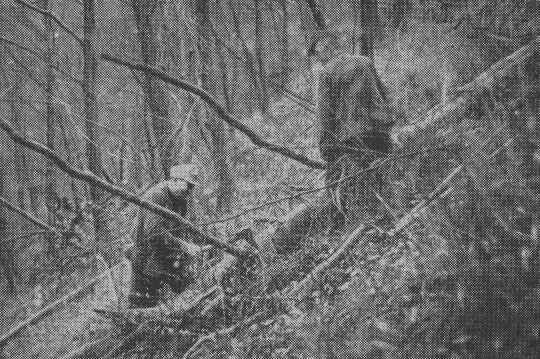 Foto "Beim Entästen hat der Arbeiter den Stamm zwischen der Axt und dem eigen Standort"