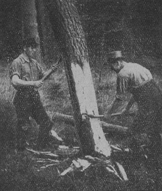Foto "Borkige Stammenden werden vor dem Fällen mit der Axt entrindet "