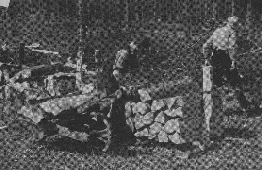 Foto "Rücken von Buchenschichtholz und Setzen gleich von der (Sauerländer) Rückekarre..