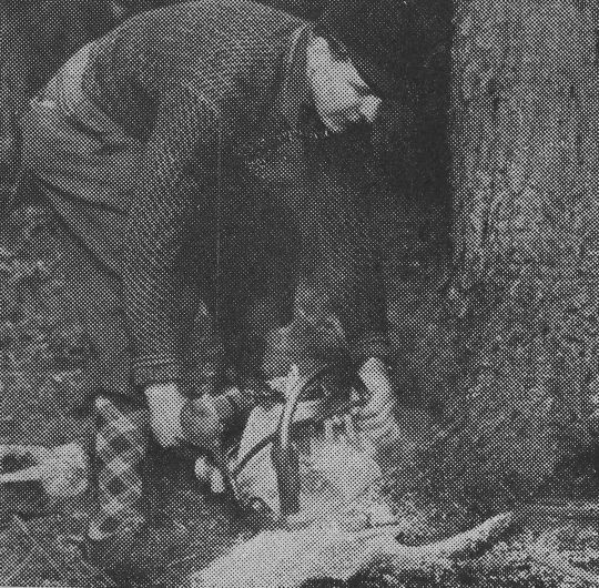 Foto Abbeilen der Wurzelanläufe