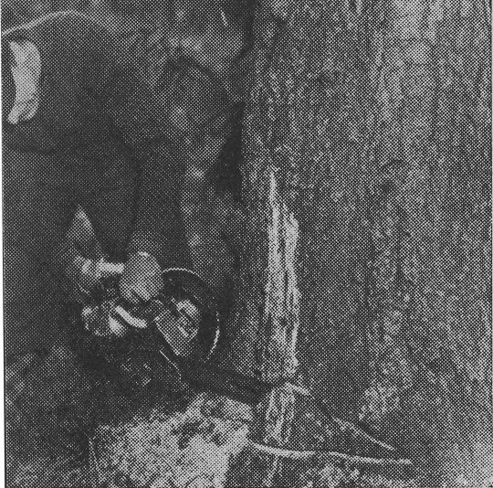 Foto Anbringen des Fallkerbs
