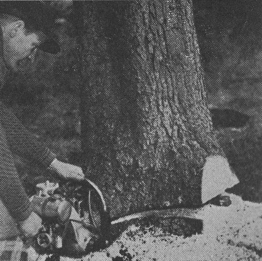 Foto Anbringen des Fällschnitts