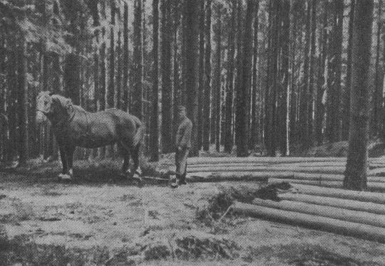 Foto "Stämme werden mit Gespann an den zentralen Stapelplatz gebracht"