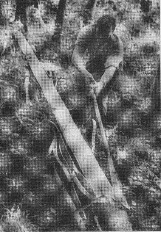 Foto "Beispiel für das Ausnutzen der Stiellänge durch Nachgreifen beim Entrinden"