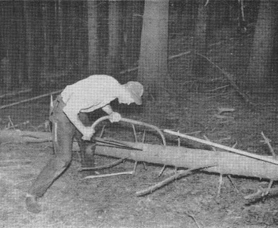 Foto "Einschneiden der Abschnitte vor dem Entästen mit der Bügelsäge"