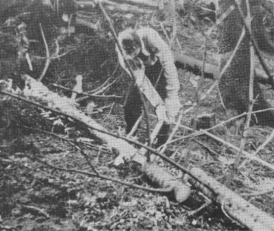 Foto "Entästen der zerlegten Abschnitte"