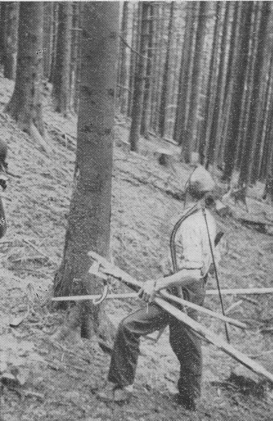 Foto "Beispiel einer Teilarbeit am Steilhang - Aufsuchen des Baumes ..."