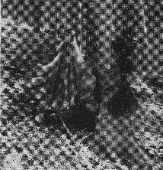 Foto "Riesauslauf einer mit Draht gebundenen "Loite" aus Schwachholz."